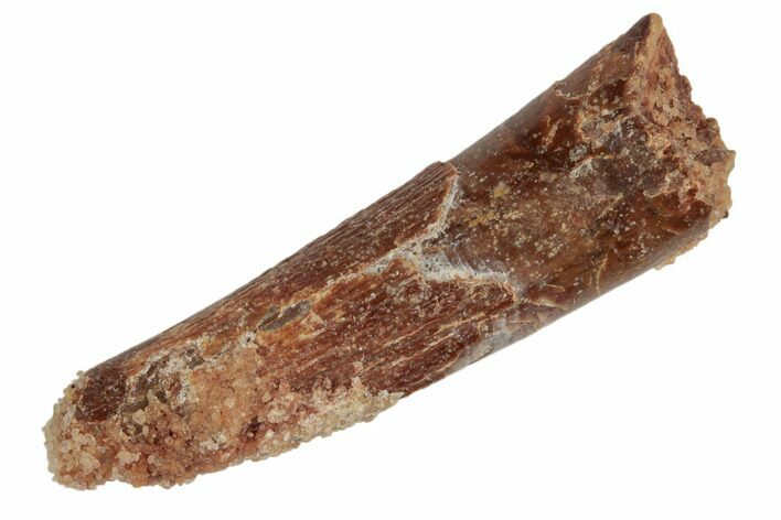 Partial, Fossil Pterosaur (Siroccopteryx) Tooth - Morocco #186181